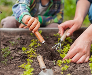 Créer un jardin potager - Leman Bois